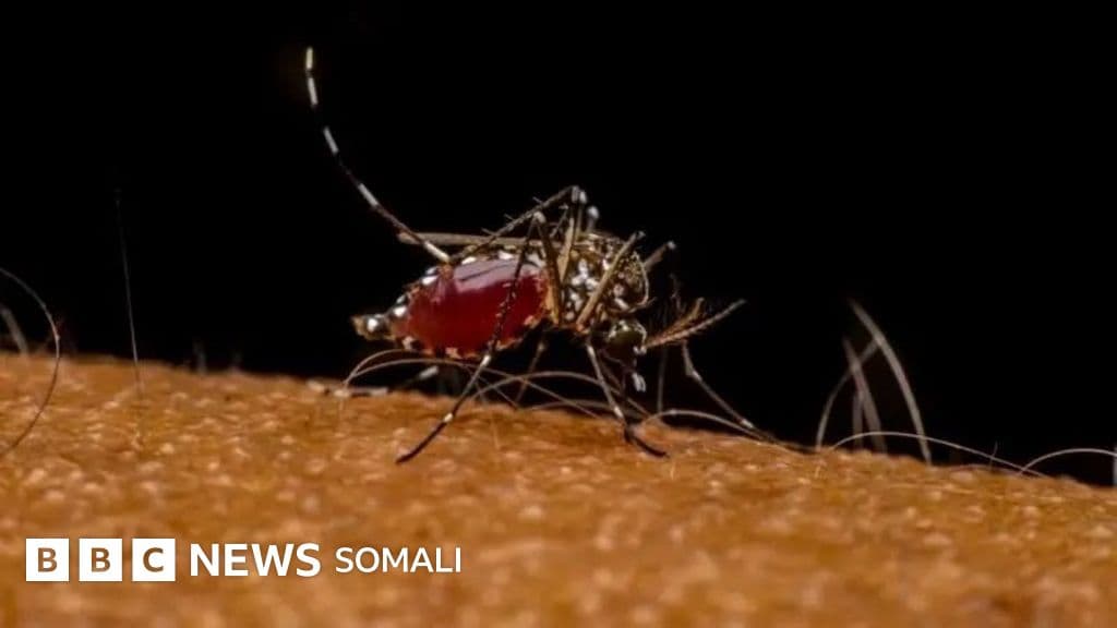 Maxay ku kala doorataa kaneecadu dadka ay qaniineyso?