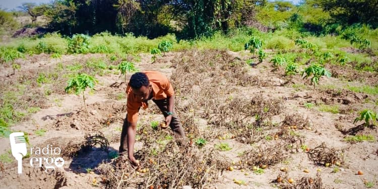 Combination of locusts and water shortage devastate Mudug farmers